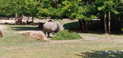 IMG-20190702-WA0384
